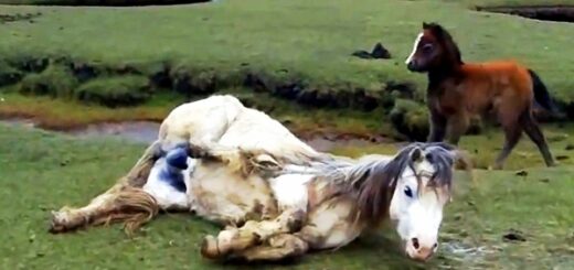 cheval pied emmêlé crinière