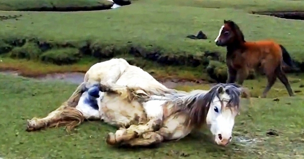 cheval pied emmêlé crinière