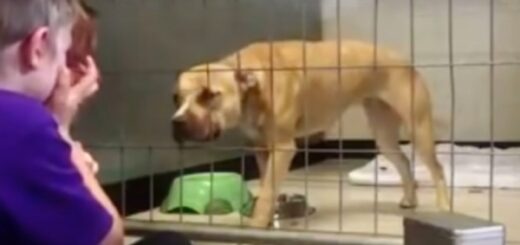 chien déprimé enfant