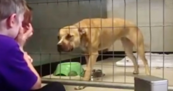 chien déprimé enfant