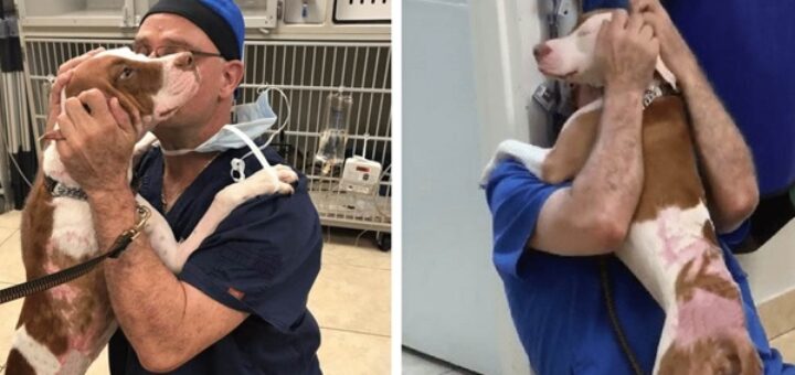 chien retrouvailles vétérinaire