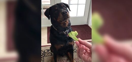 chien rottweiler brocoli