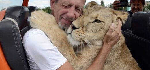 lion câlins touristes