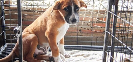 chien laissait personne s’approcher