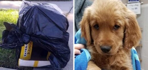 chiot abandonné boite