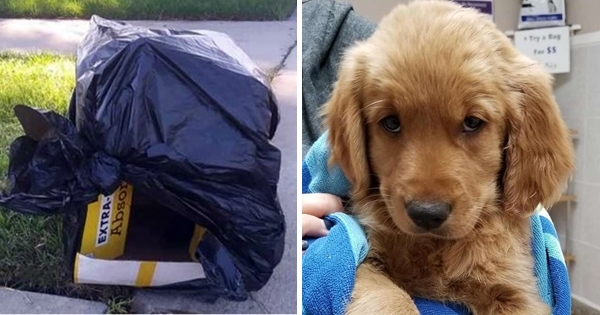 chiot abandonné boite