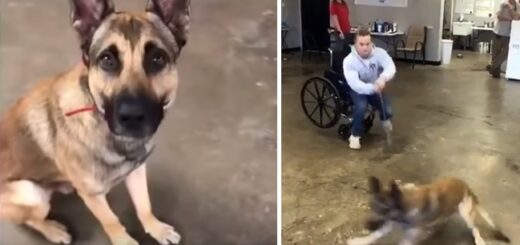 chien assistance échoue test