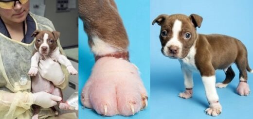 chien elastiques pattes