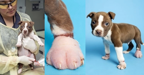 chien elastiques pattes