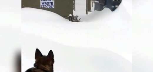 chien berger allemand neige