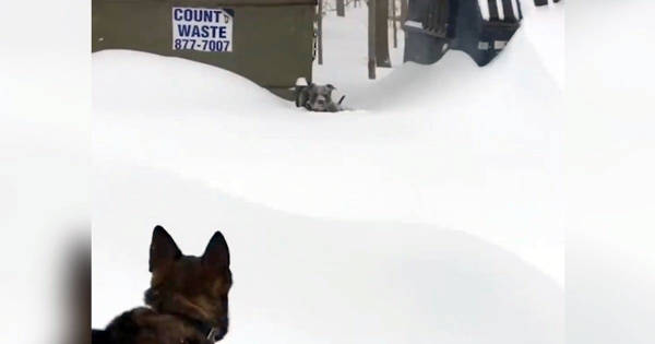 chien berger allemand neige