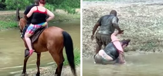 cheval fait tomber touristes