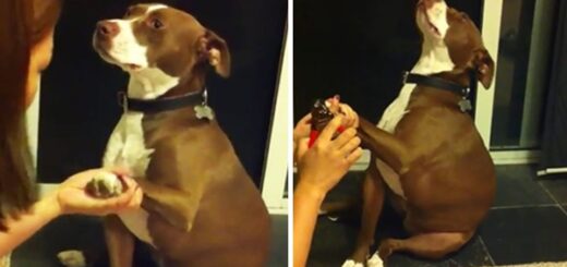 chien fait semblant de s’évanouir pour ne pas couper les griffes