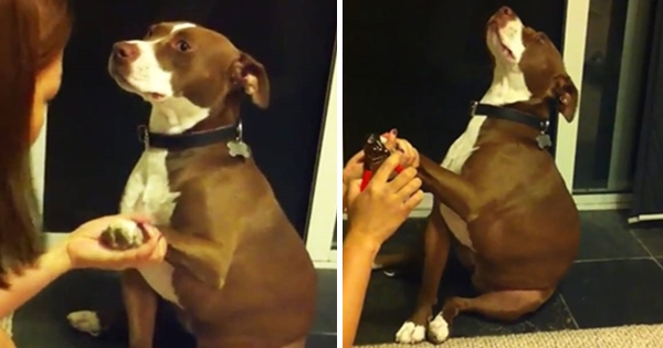 chien fait semblant de s’évanouir pour ne pas couper les griffes