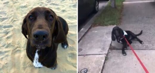 chien ne veut pas rentrer à la maison