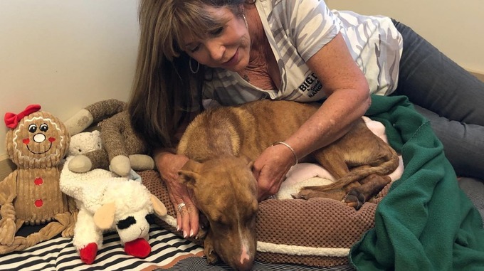 chien décombres bahamas