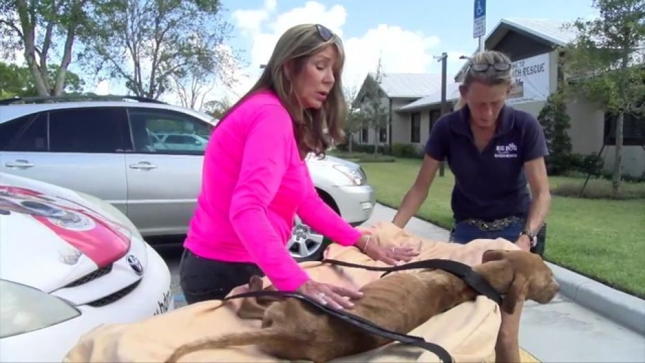 chien survécu un mois sous terre