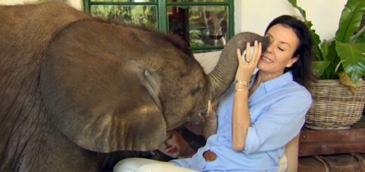 bébé éléphant suit femme à la maison