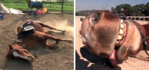 cheval ne veut pas que les gens montent sur son dos