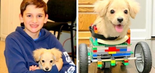 chien chaise lego