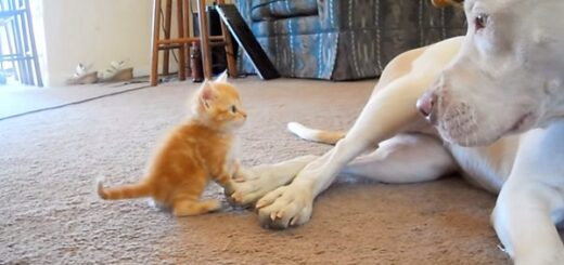chien pitbull rencontre chaton pour la première fois