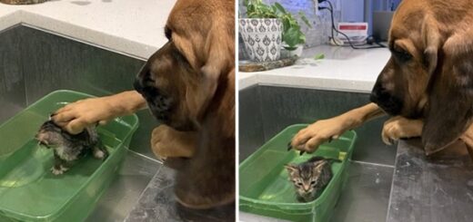 chien réconforte chaton bain