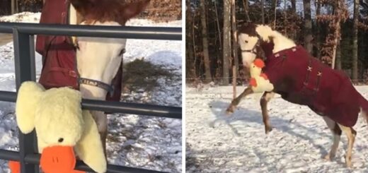 cheval joue avec peluche