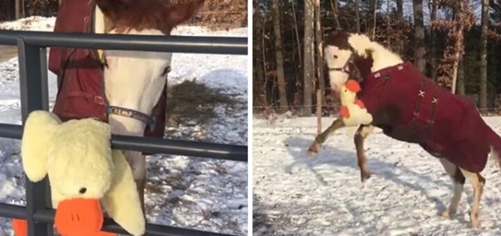 cheval joue avec peluche
