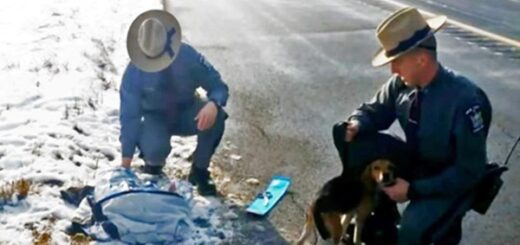 chien beagle autoroute