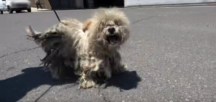 chien sauvetage très difficile