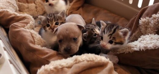 famille chat adopte chien