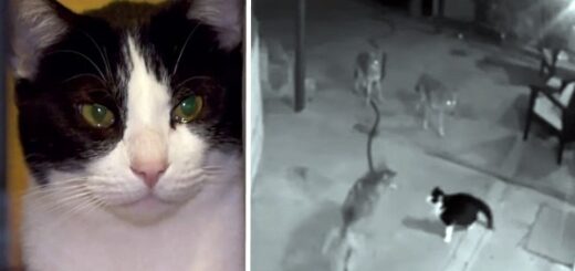 chat fait fuir 3 coyotes