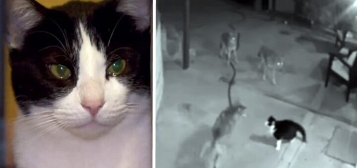 chat fait fuir 3 coyotes