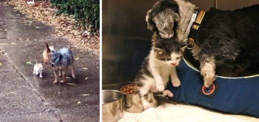 chien aide chat sous la pluie