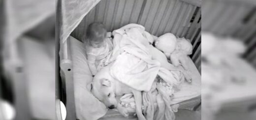 chien pitbull dort avec petite fille