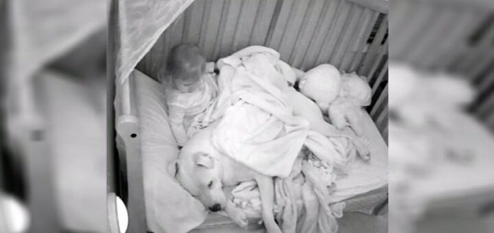 chien pitbull dort avec petite fille