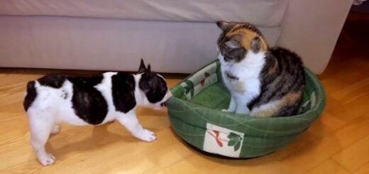 chien récupère lit du chat