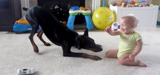 doberman joue avec bebe