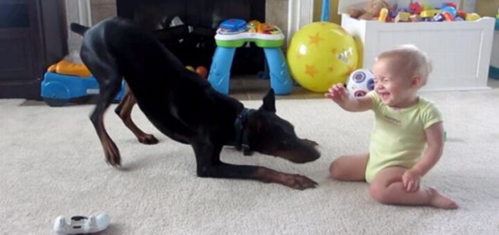 doberman joue avec bebe