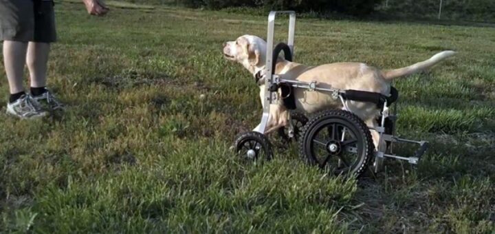 chien paralysé zeus