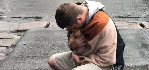chien errant sauvé rue