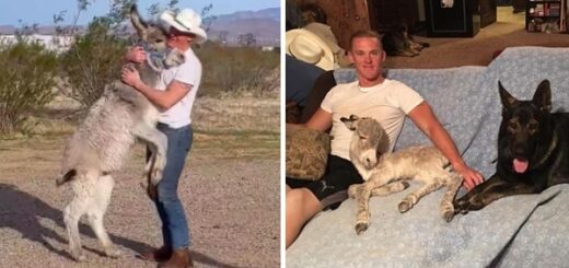 réaction émouvante d'un ane