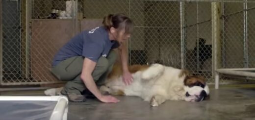 chien abandonné nouvelle maison
