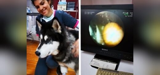 chien avale oeuf kinder