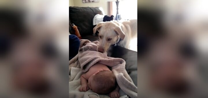 chien bébé canapé