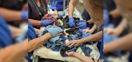 chien matin napolitain 21 chiots