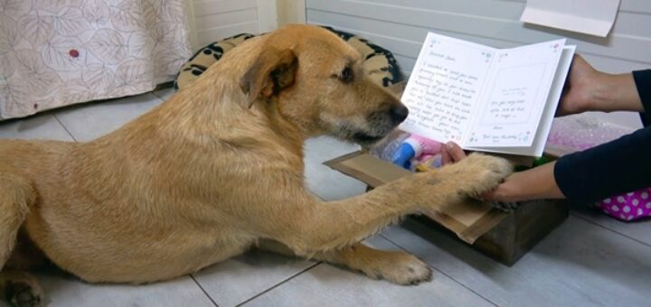 chien reçoit cadeau