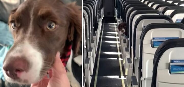 hotesse l'air chien avion cache cache