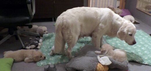 maman éduque chiots