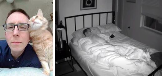chat dormir nuit